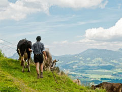 <div class='capt'>Im Herbst ist Schluss: Dann schließt die Alpe und die Kühe werden zurück zu ihren Bauern ins Tal getrieben.</div>